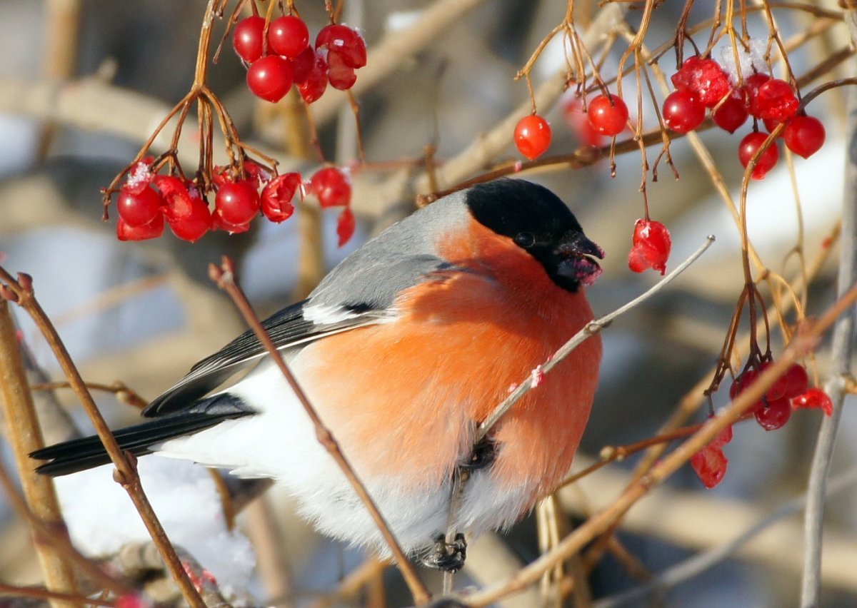 Зимующие птицы средней полосы России и названия
