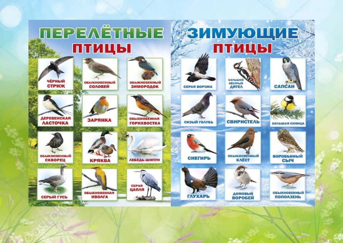 Сойка птица зимой