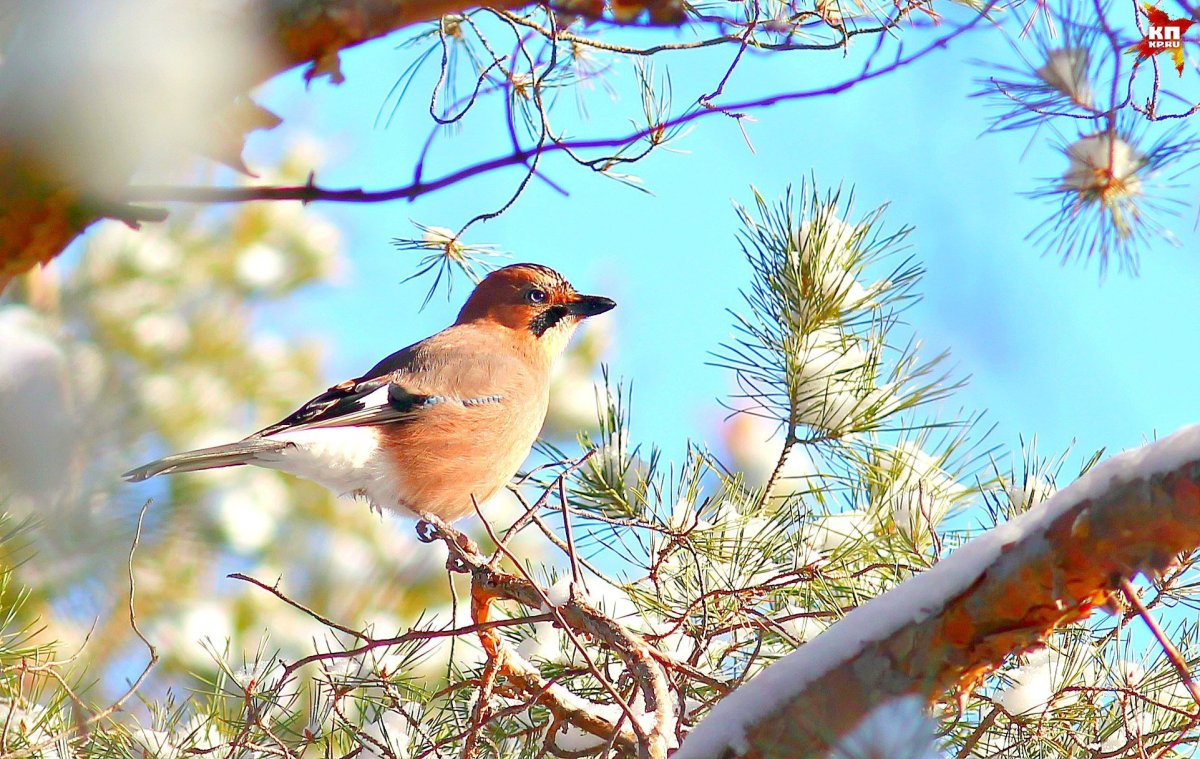 Свиристель в Оренбургской области