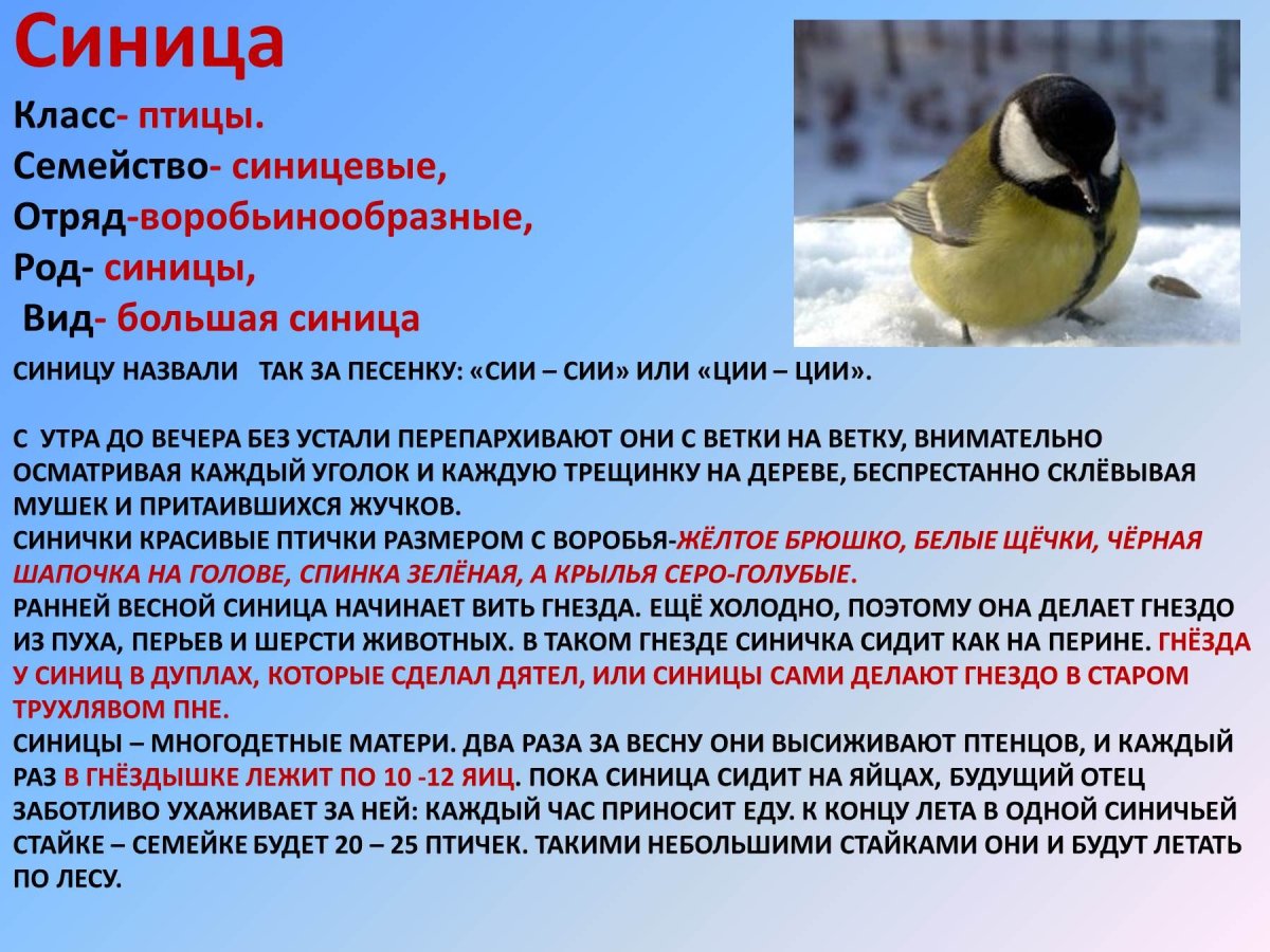 Птицы России зимующие и перелетные птицы