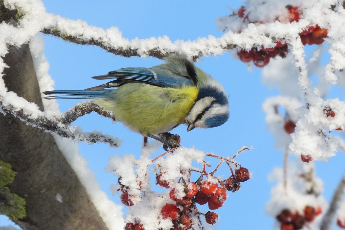 Желтогрудый Снегирь