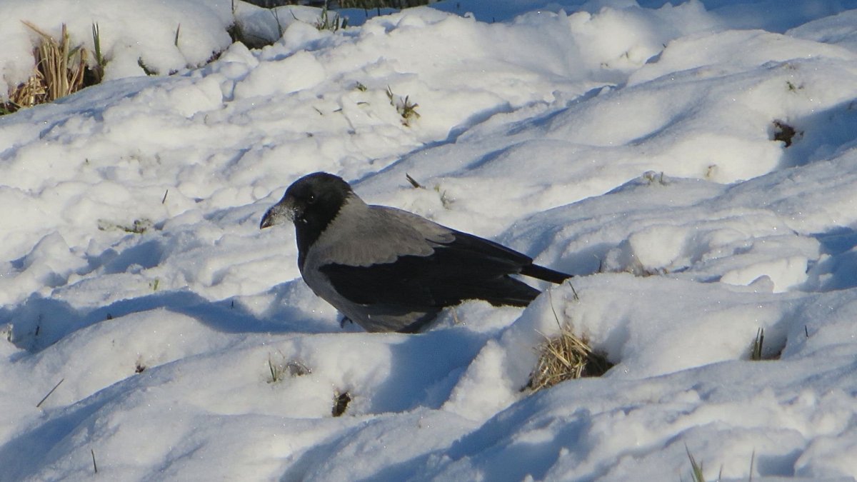 Зимующие птицы Челябинской области