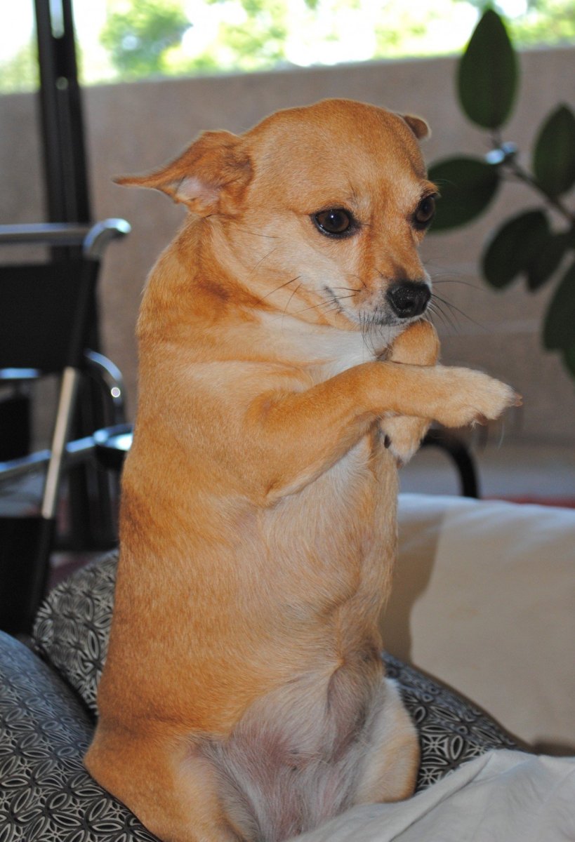 Собака чихуахуа смесь