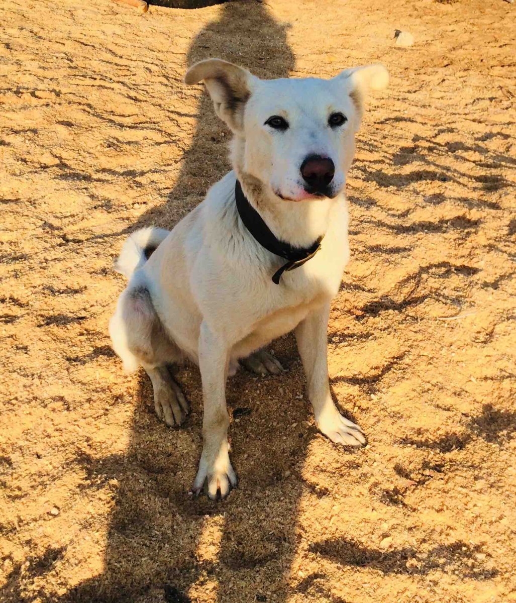 Чёрный терьер и лабрадор