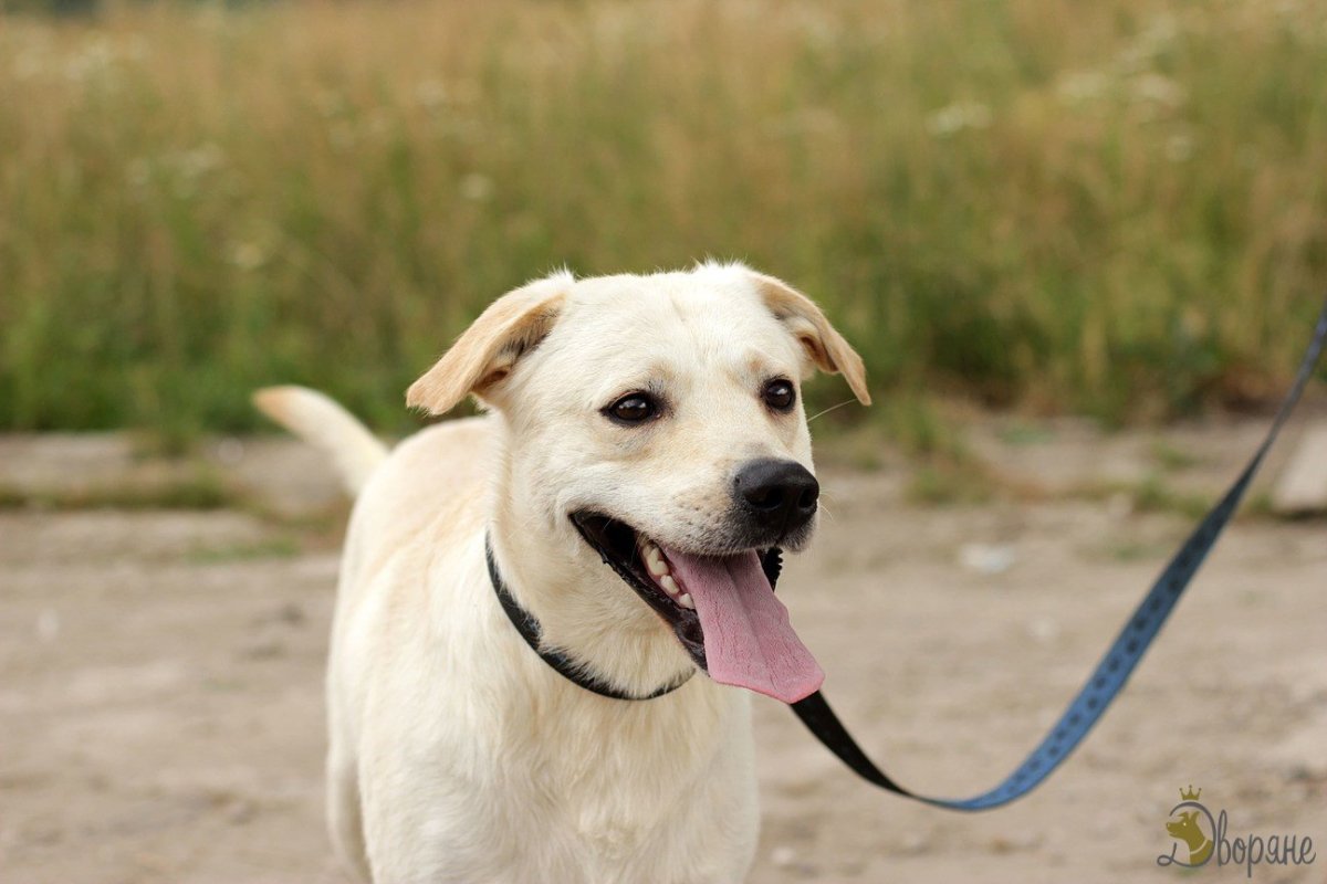 Собака Беларусь