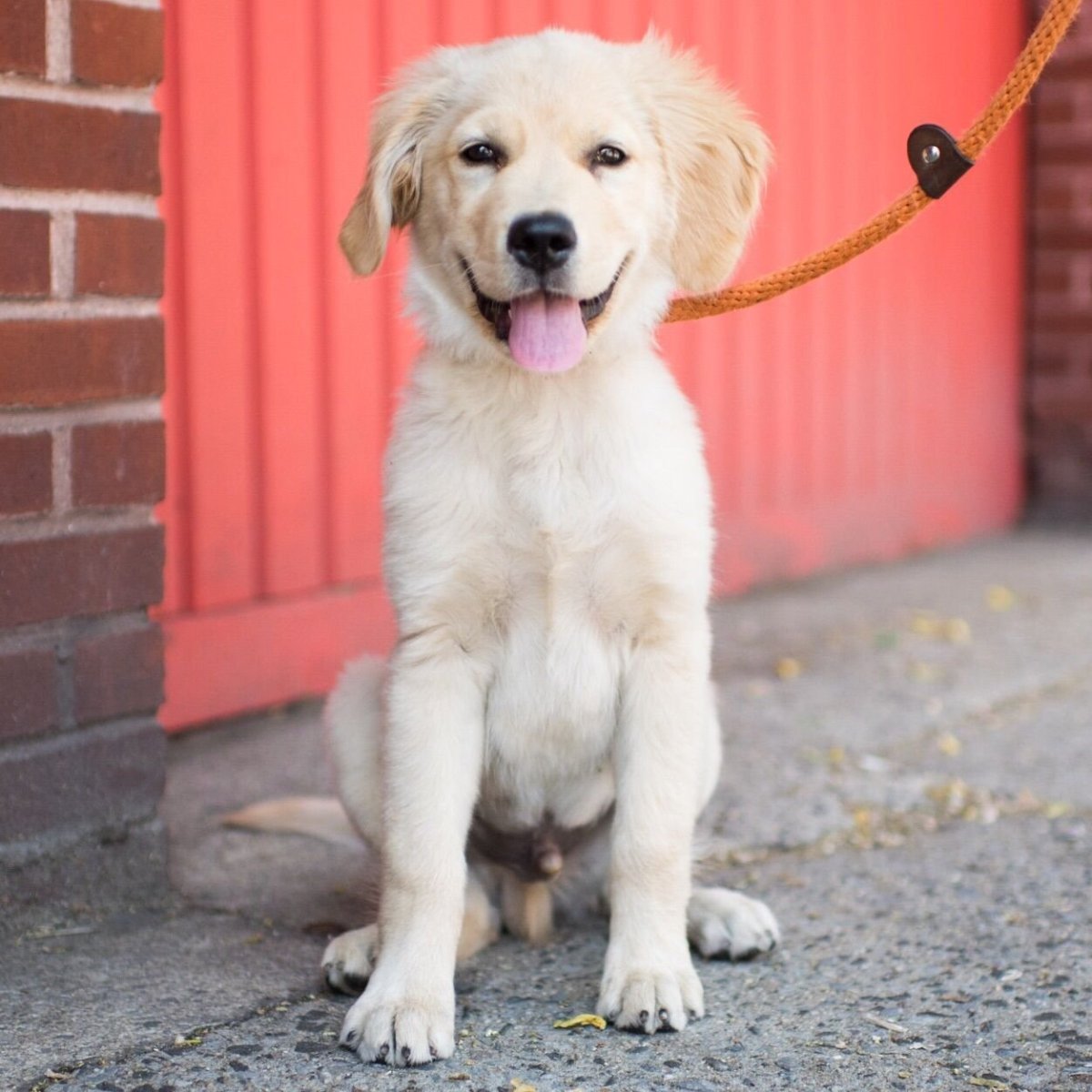 Жорик маленькая собачка
