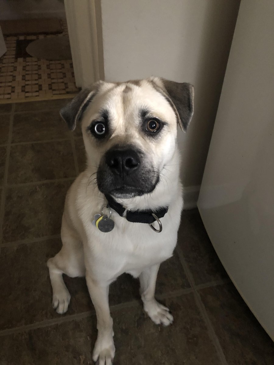 Метис шпица и пекинеса