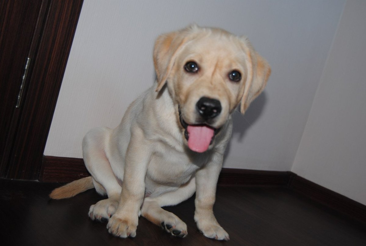 Лабрадор и чихуахуа