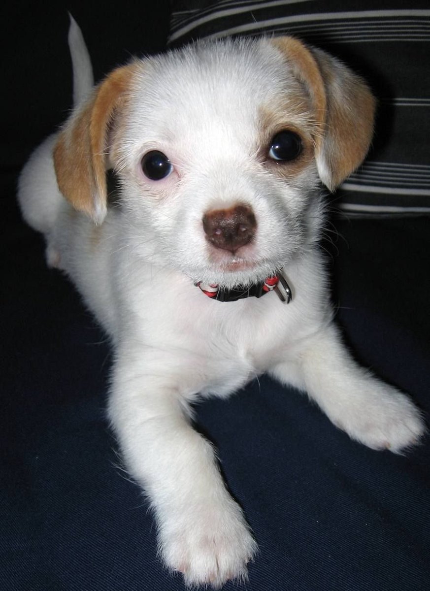 Смесь лабрадора и чихуахуа