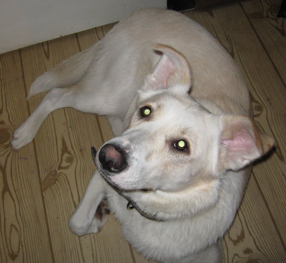 Смесь пекинеса и дворняги