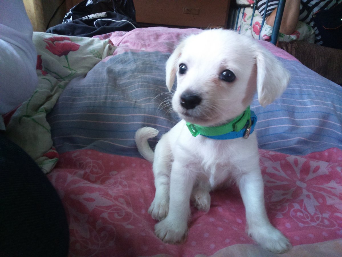 Лабрадор Арчи