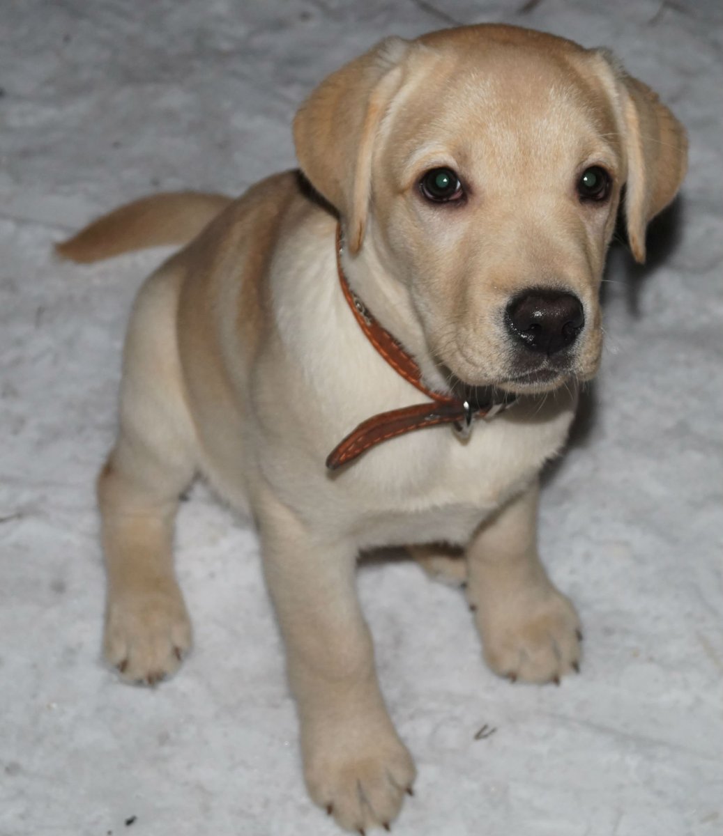 Метисы Джек Рассел терьера