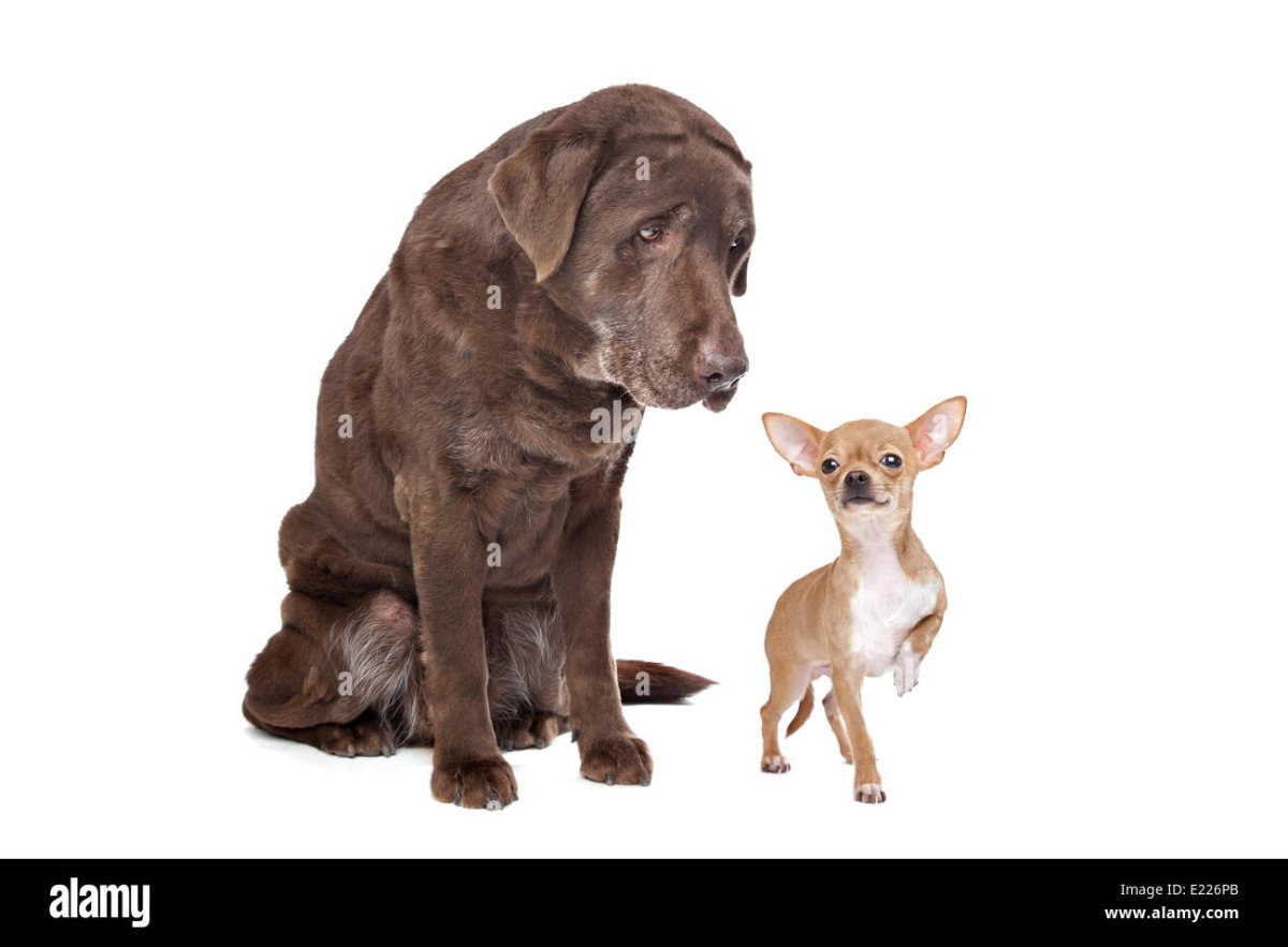 Метис лабрадора и терьера