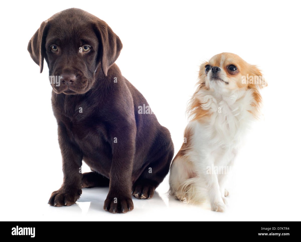 Метис корги и далматинца