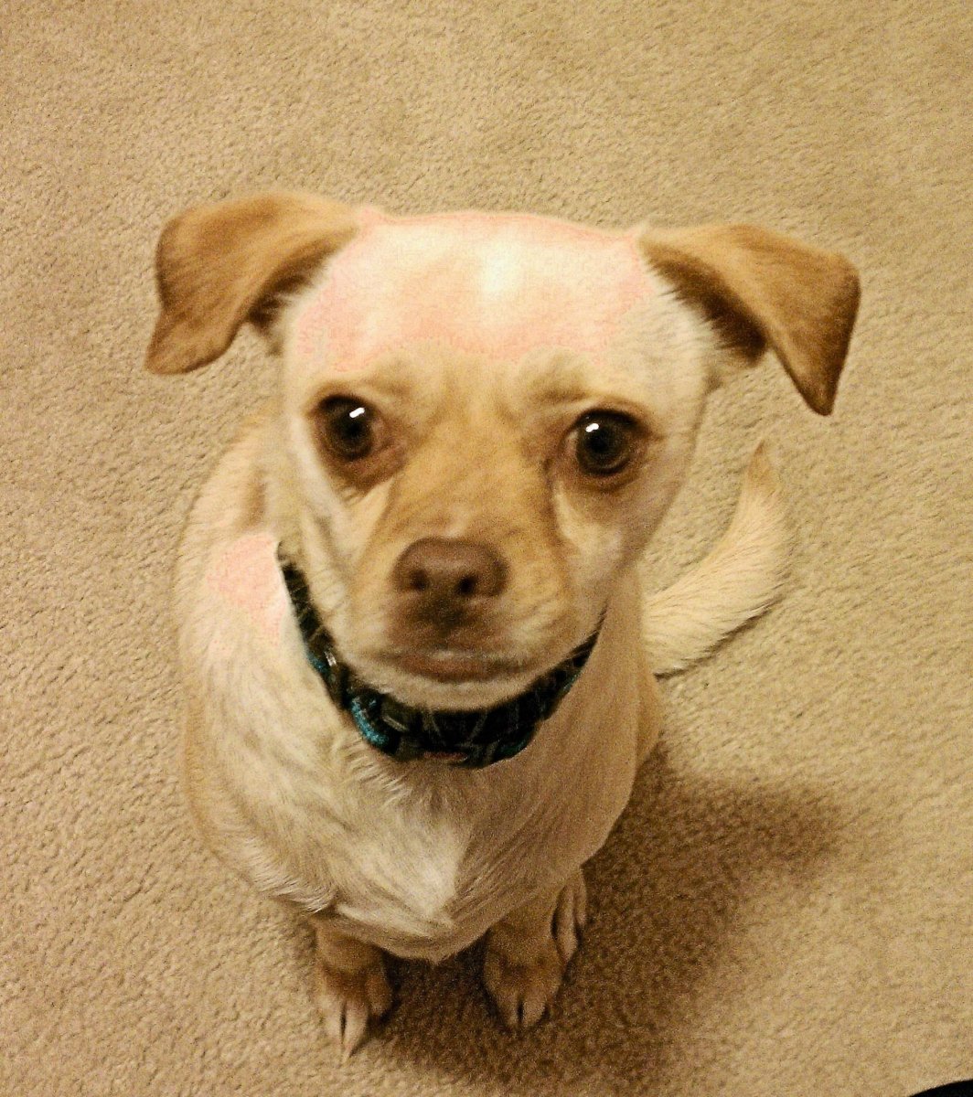 Помесь лабрадора и чихуахуа