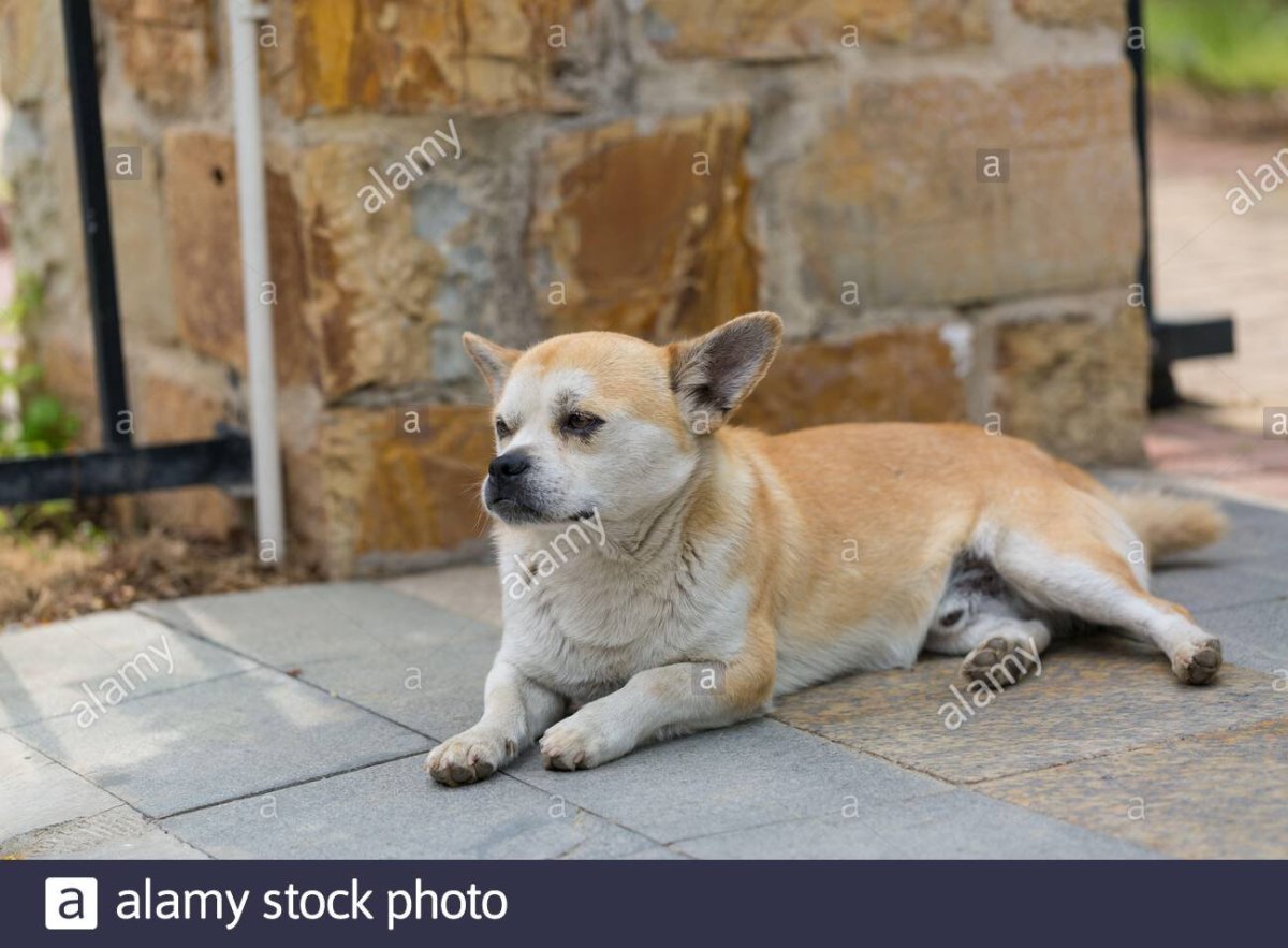 Порода метис Хонда