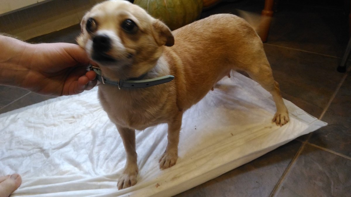 Собака лабрадор помесь с лайкой