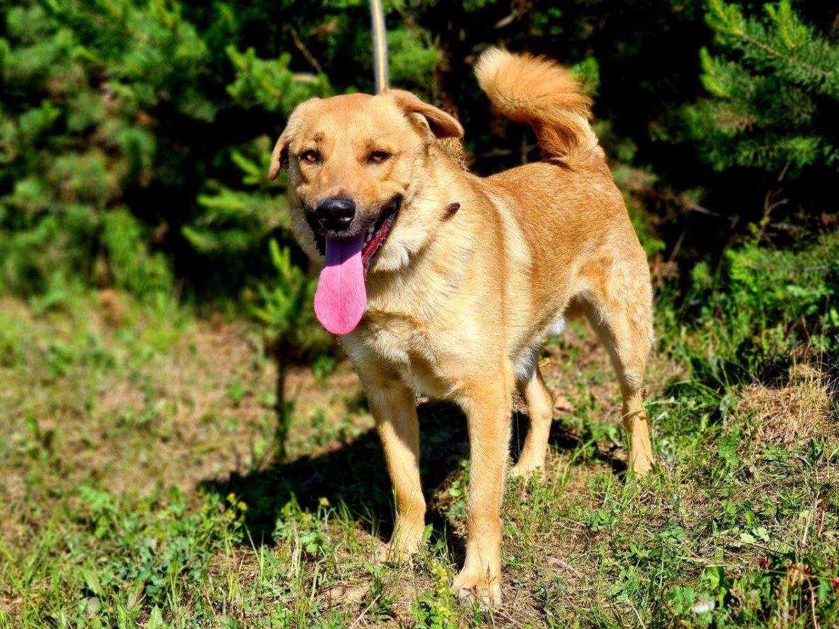 Смесь лабрадора и чихуахуа