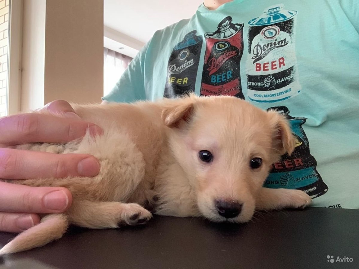 Чихуахуа дворняжка