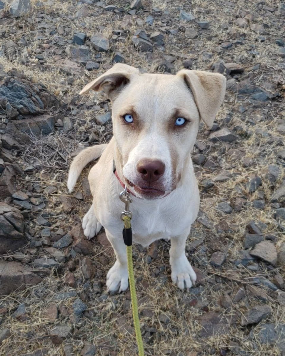 Такса и золотистый ретривер