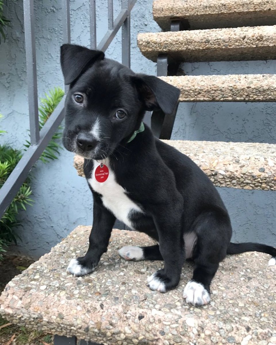 Собака метис лабрадора и шарпея