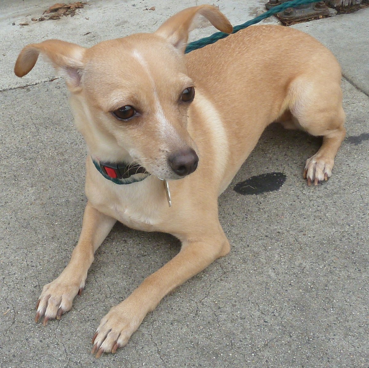 Лабрадор и чихуахуа