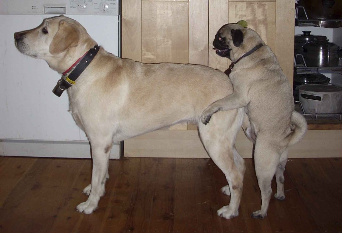 Лабрадор и хаски