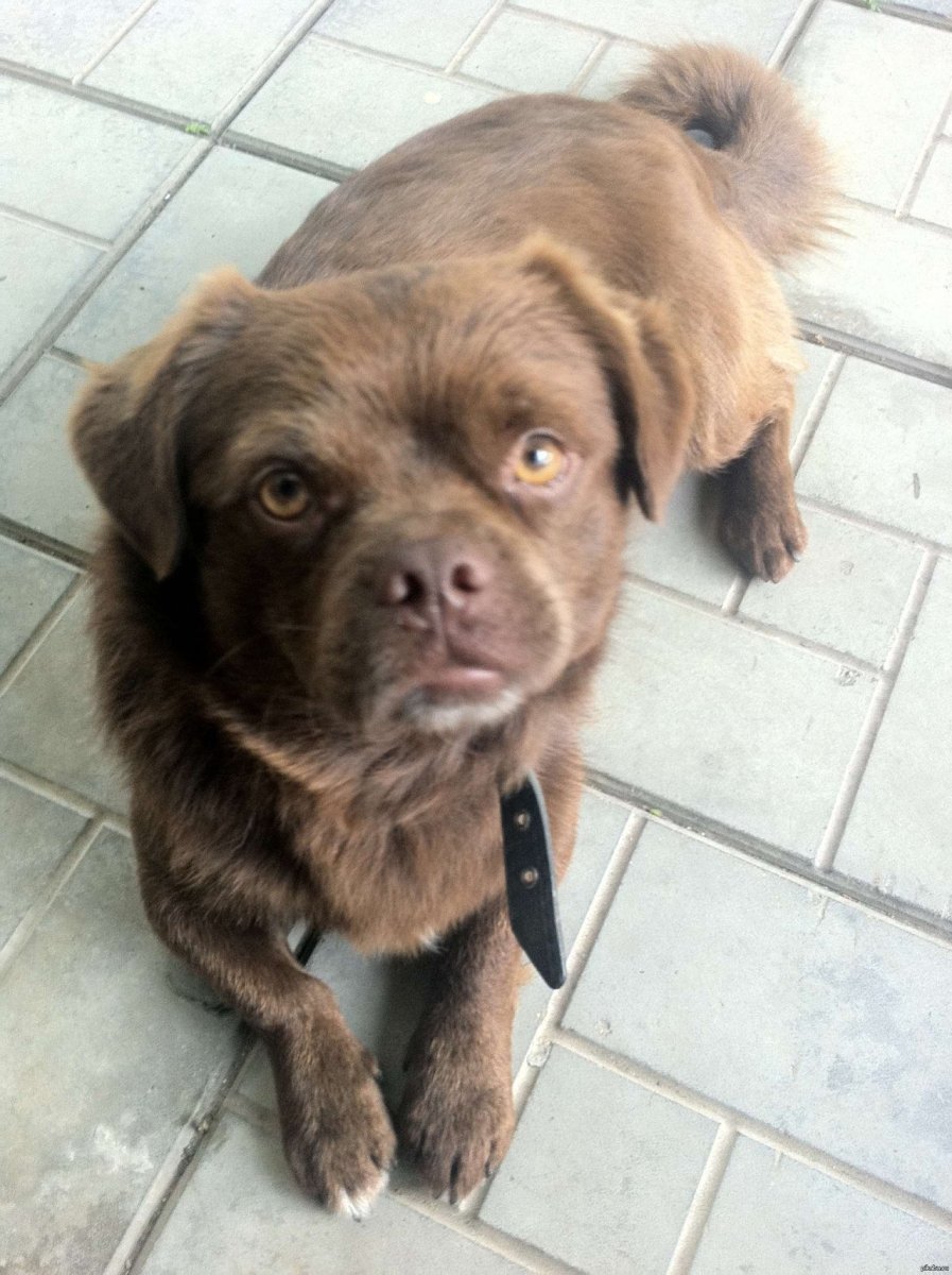 Лабрадор ретривер с овчаркой