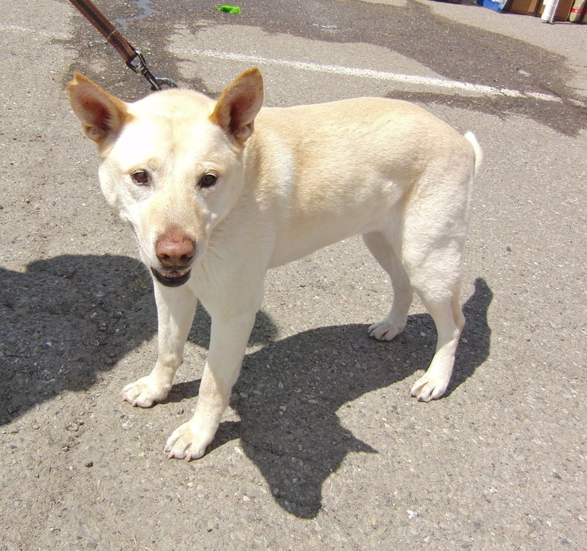 Помесь хаски и лабрадора