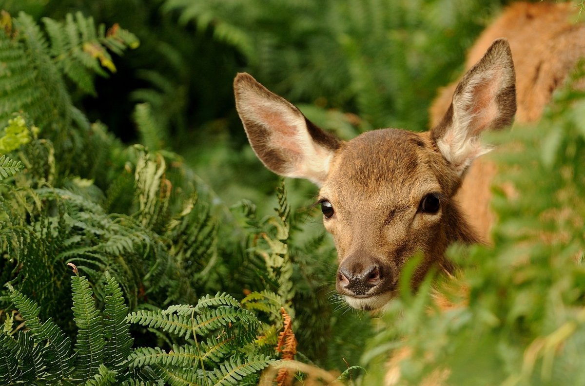 Косуля пятнистая