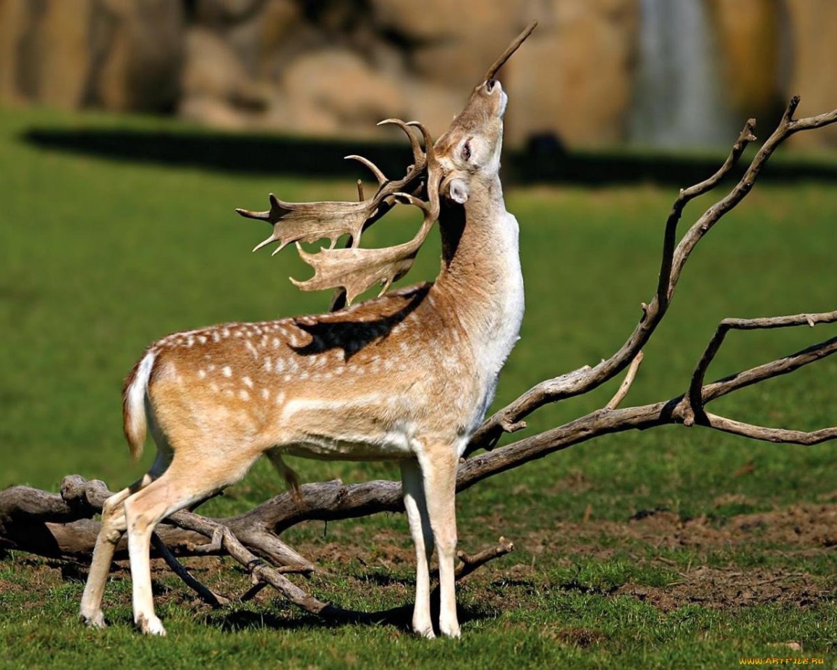 Европейская Лань косуля
