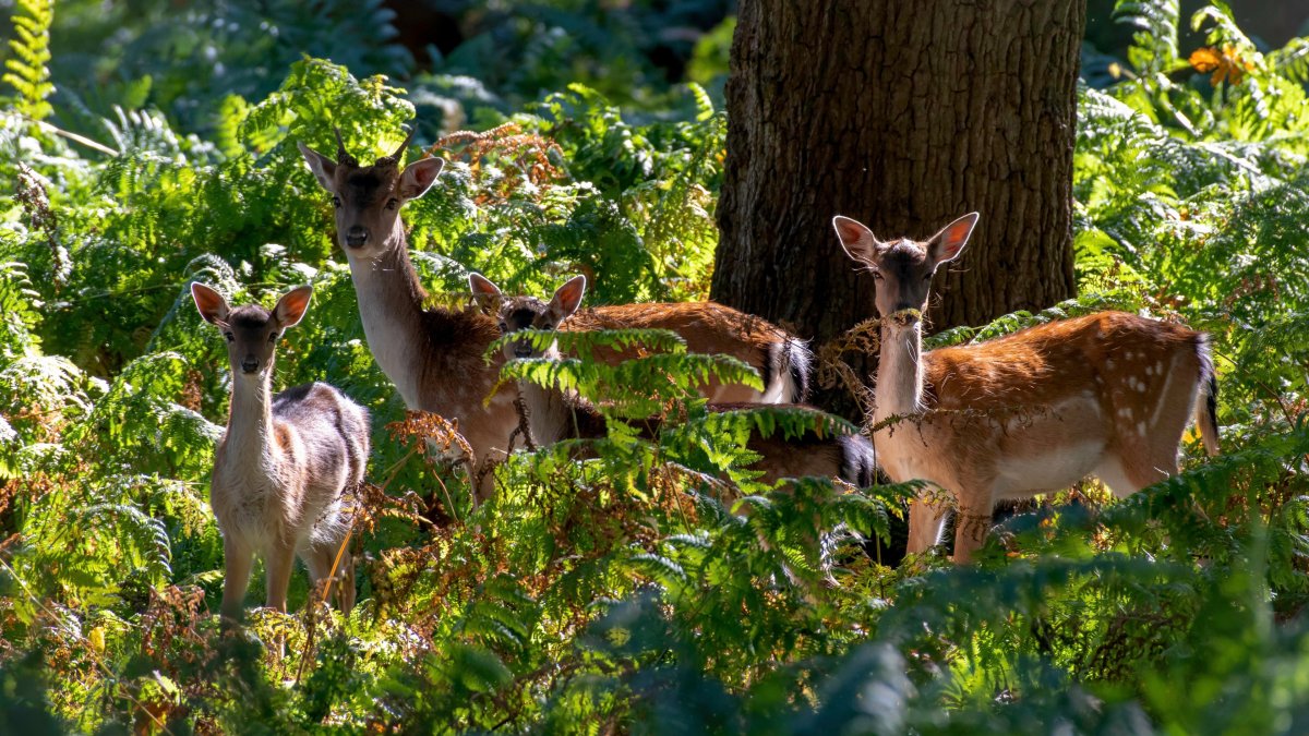 Семья оленей в лесу