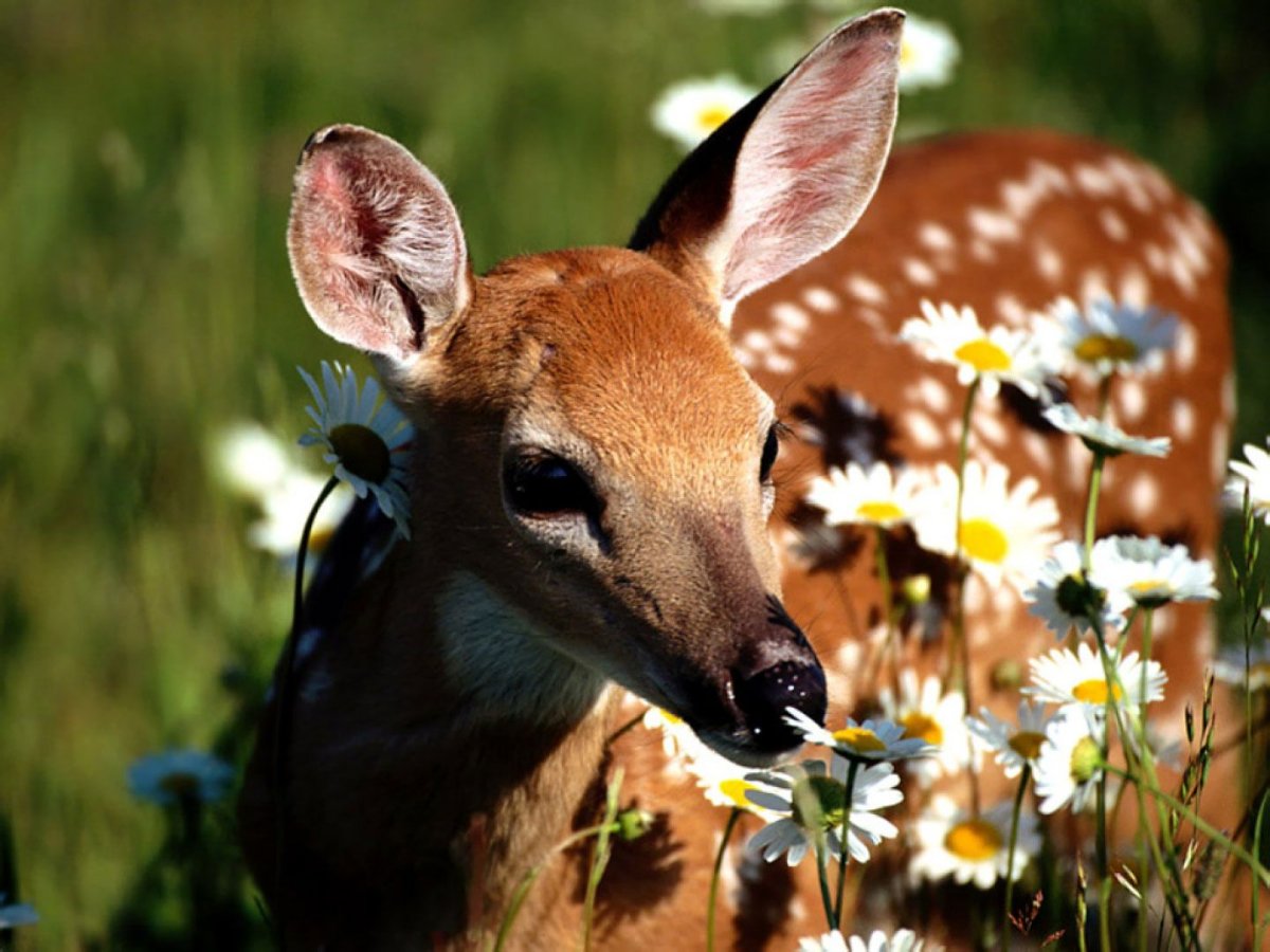 Олень в цветах