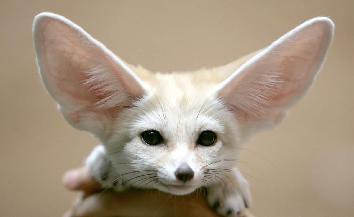 Порода Лис фенек