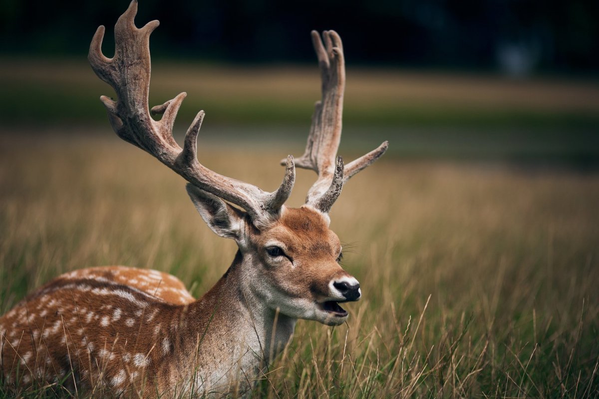 Олени фото красивые