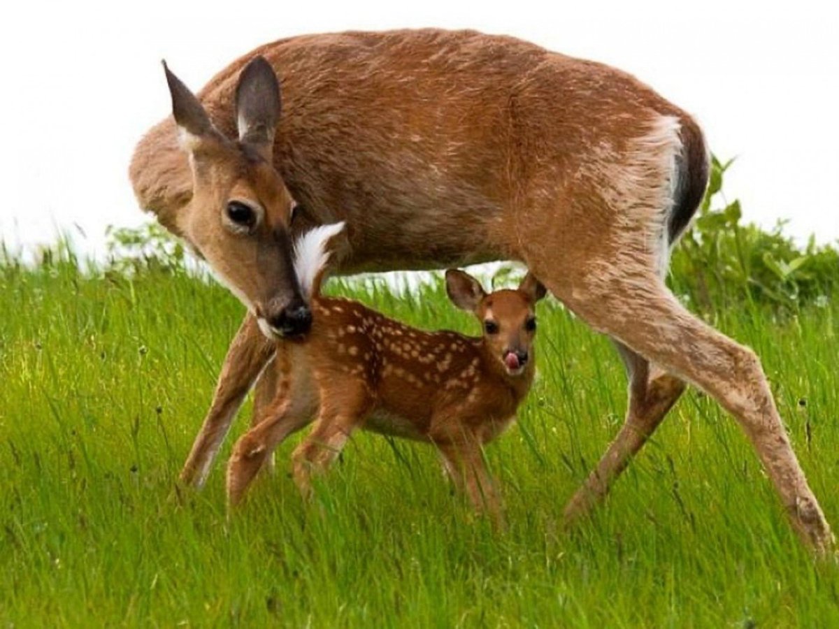 Косуля и благородный олень