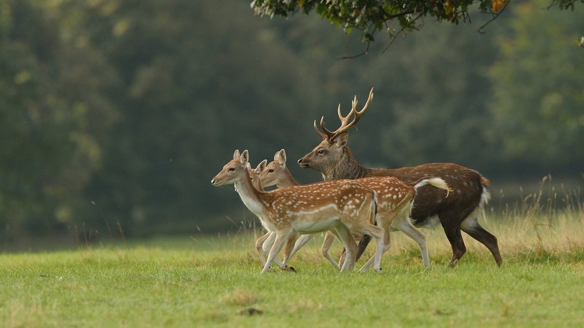 Марал Башкортостан