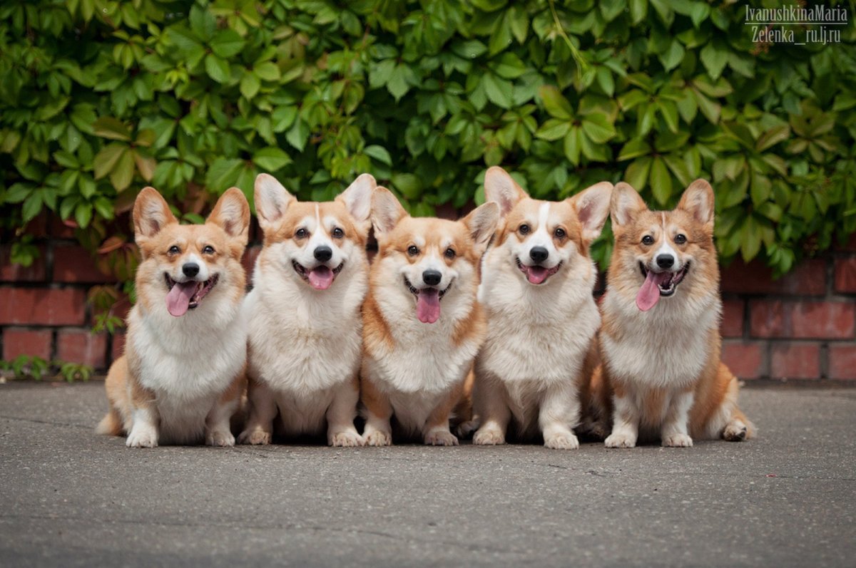Вельш корги пемброк
