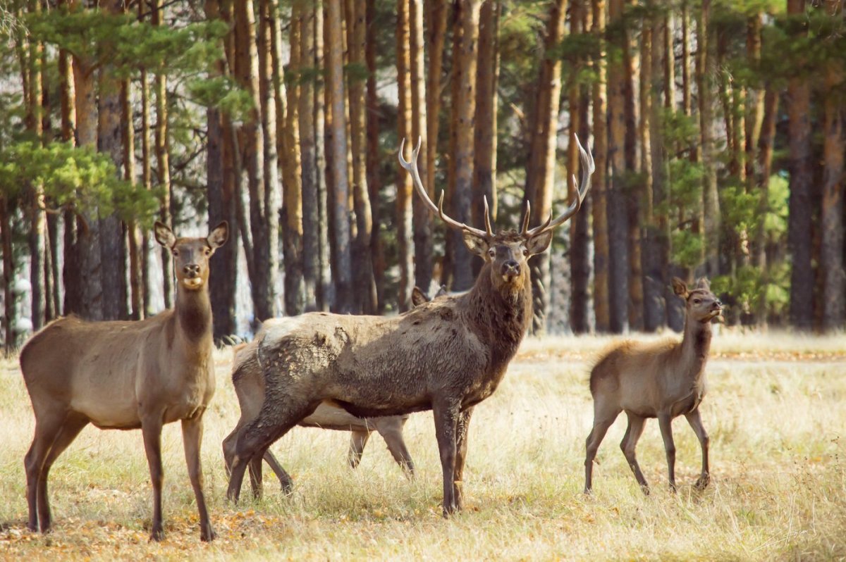 Лось, Марал, Северный олень, Сибирская косуля