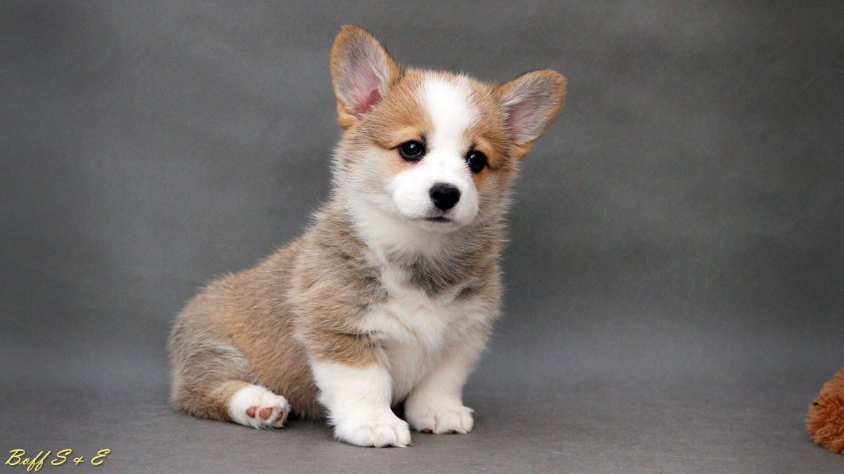 Вельш корги пемброк