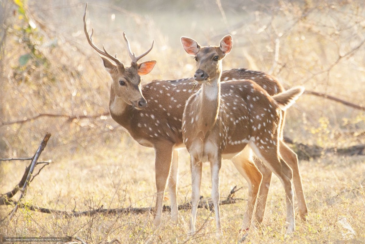 Каламианский олень