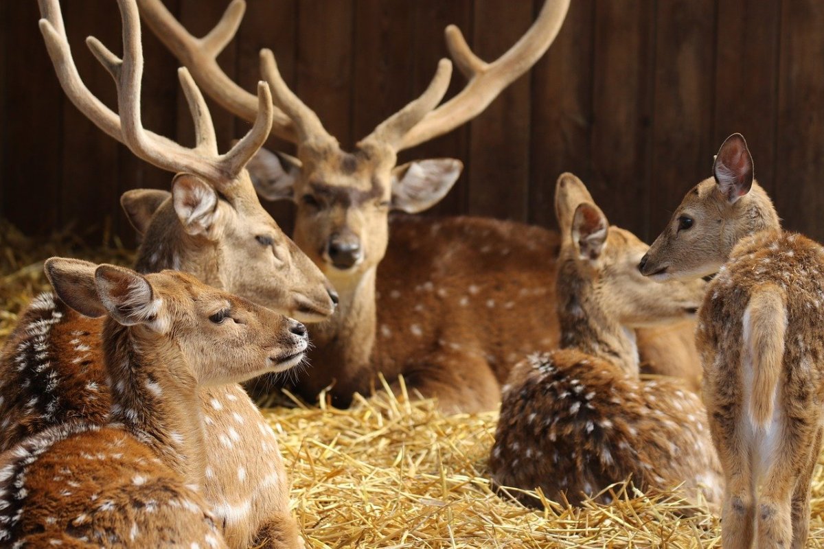 Семейство Оленевые - благородный олень.