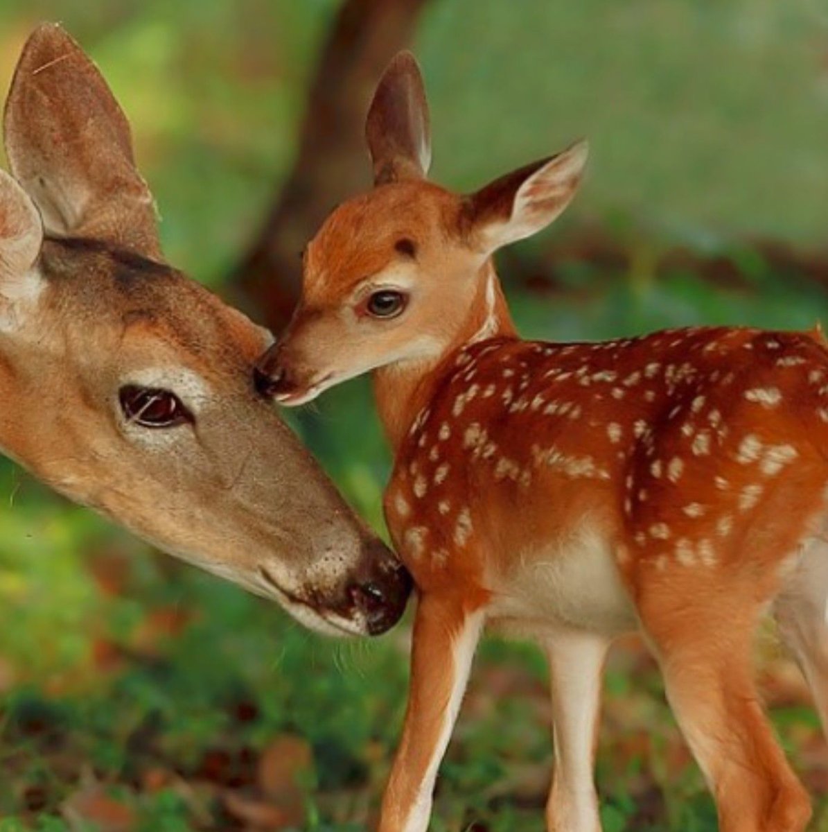 Пятнистый олень Оленята