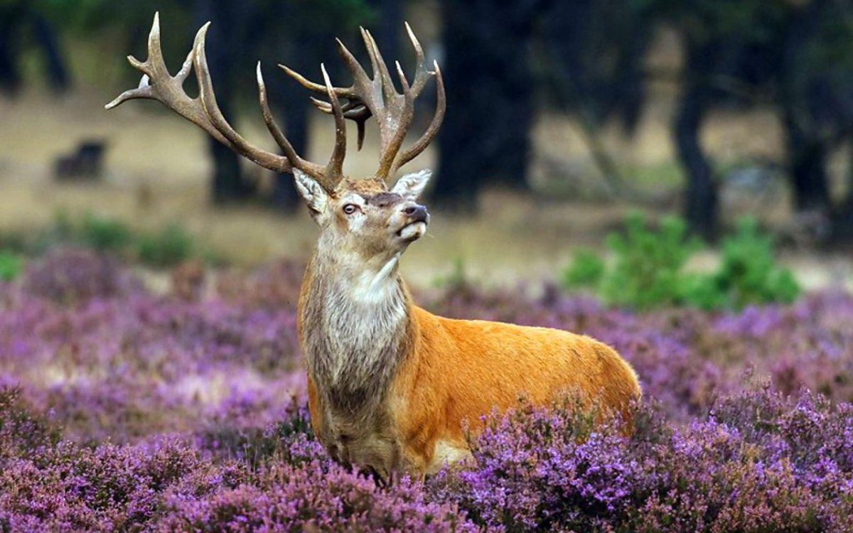 Олень в природе