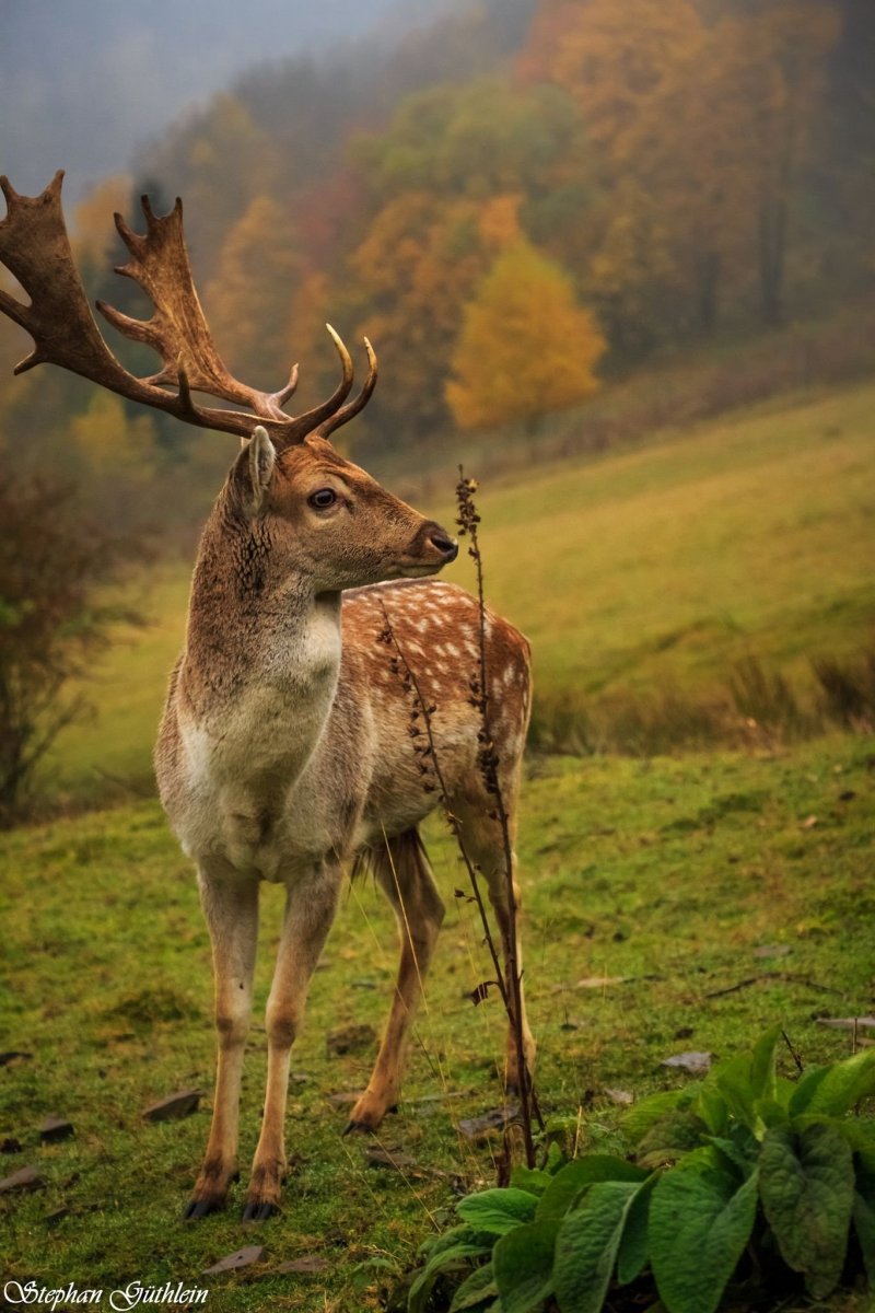 Европейский благородный олень