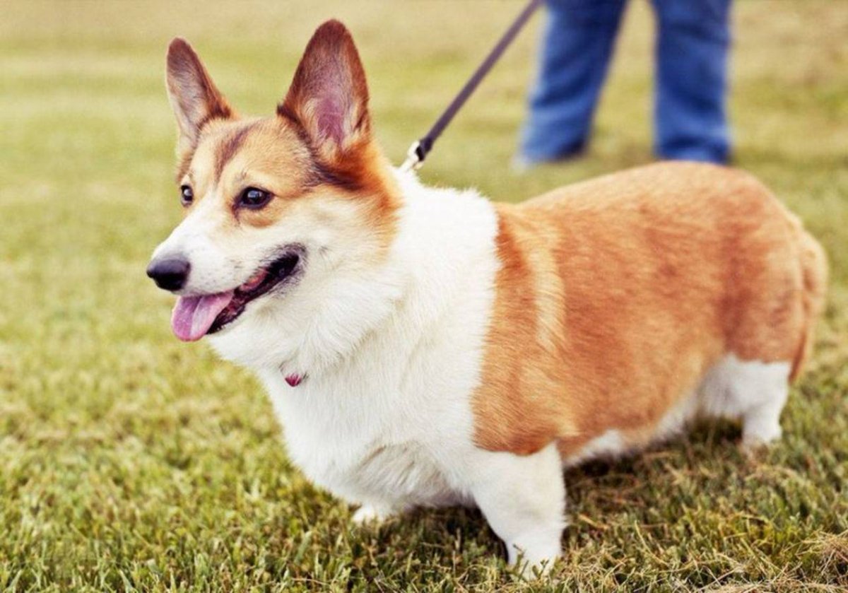 Пемброк валлийский корги