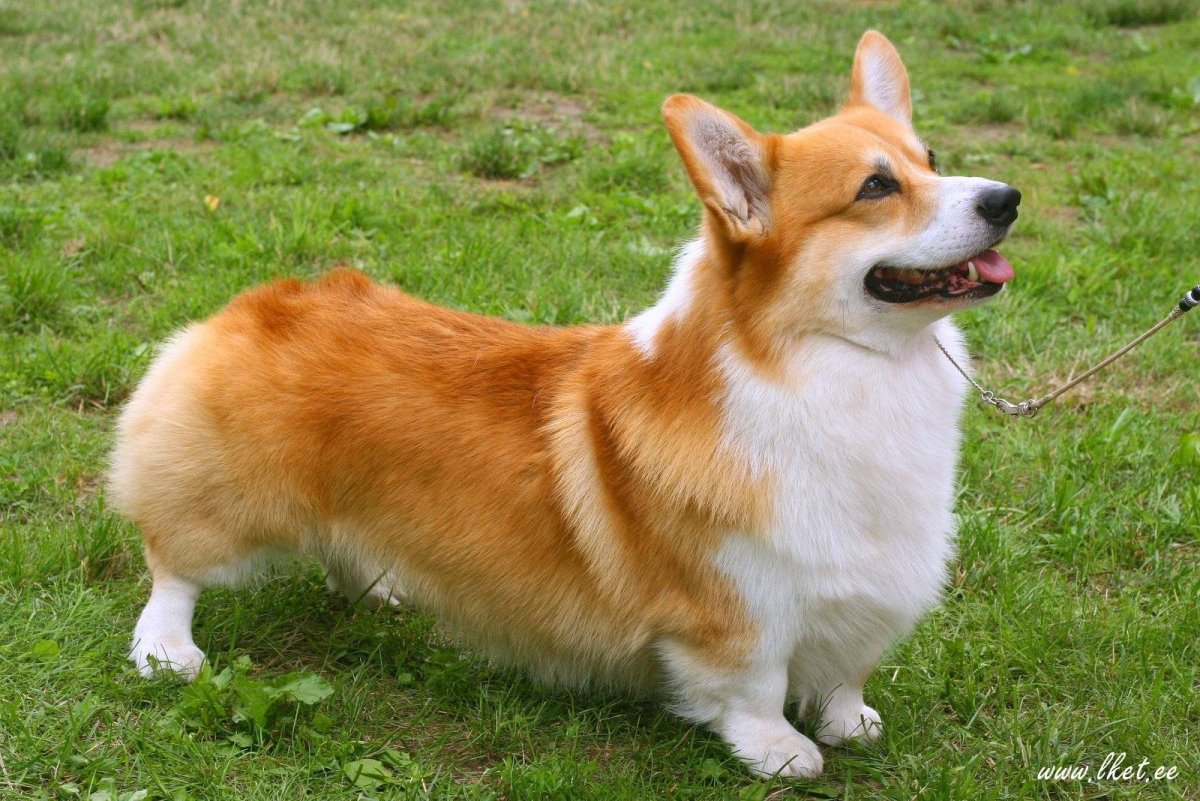Вельш корги пемброк рыжий