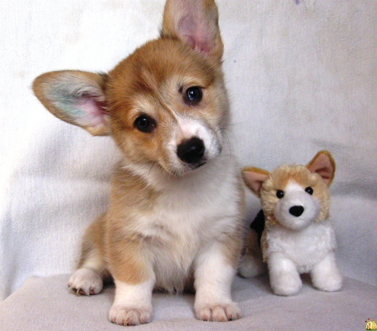 Щенки вельш корги пемброк