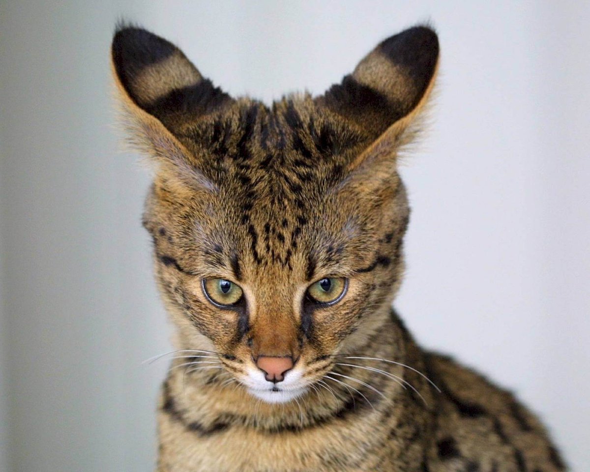 Сервал Мяурицио