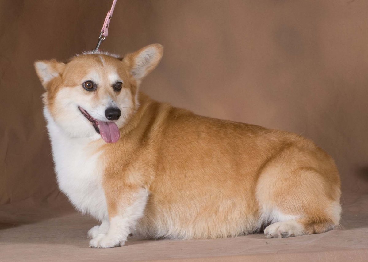 Королевский вельш корги пемброк